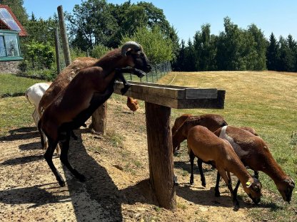 Bild 2:Kamerunschafe weiblich