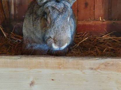 Bild 6:Grauer Riesenrammler