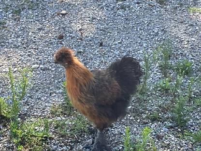 Bild 5:Hähne, Henne und Bruteier