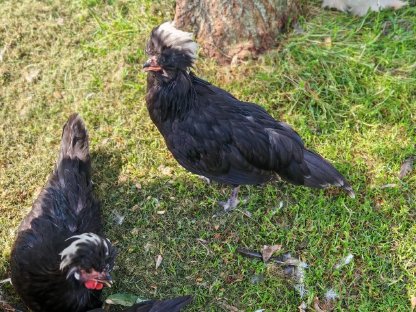 Bild 2:Holländische Zwerghaubenhähne abzugeben