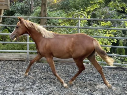 Chice Reitpony-Iberer-Crossbreed-Jungstute