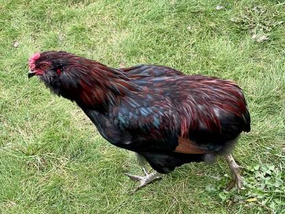 Bild 4:Araucana Hahn