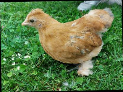Zwerg Cochin Mix