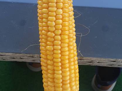 Bild 4:Ernte ab sofort ab Feld, Maisballen, Silomaisballen, Mais