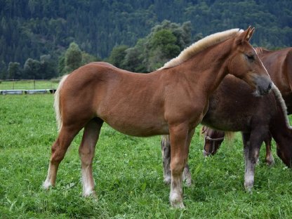 Bild 5:Zebedäus Schaunitz Fuchshengstfohlen Noriker zu verkaufen