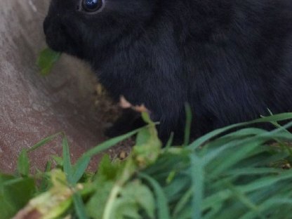 Bild 3:Zwergkaninchen