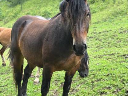 Bild 3:Norikerstute Lina
