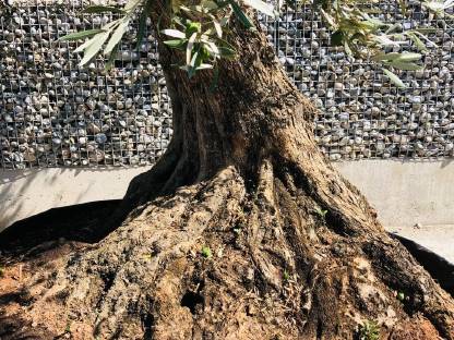 Bild 4:XXL 3,4 m hoch Olivenbaum Methusalem mit Oliven