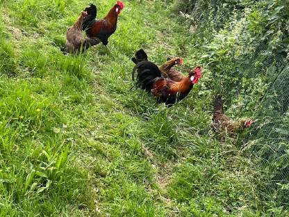 Bild 4:Altsteirer Hühner