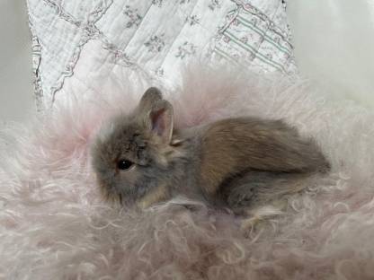 Zwerghase Kaninchen Zwergkaninchen Löwenkopf Teddy
