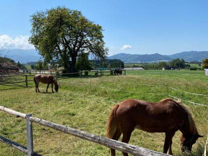Bild 7:Pferdeboxen - Einstellplatz frei