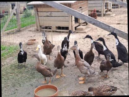 Bild 3:Laufenten, Moschusenten, Landenten, Orpington Enten