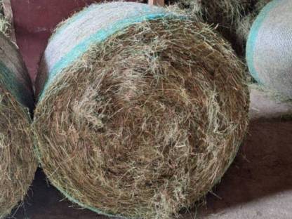 Bild 2:Bio Rundballen 2. Schnitt 2024