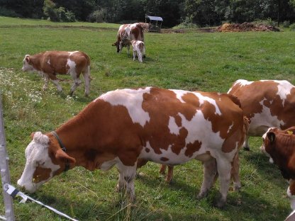 Fleckviehmutterkuh trächtig plus Kalb zu verkaufen, BIO