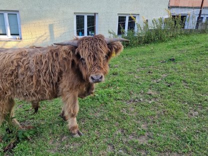Schottische Hochlandrinder
