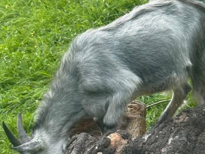 Bild 3:Blobe Bock Kitz