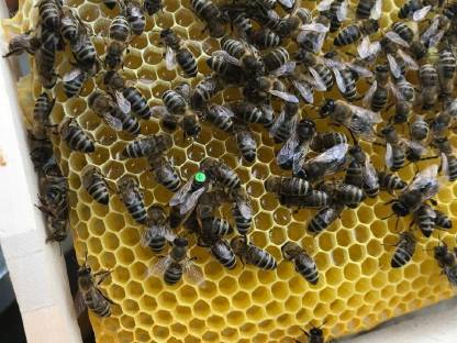 Bild 6:Ableger Bienenvölker Bienenkönigin