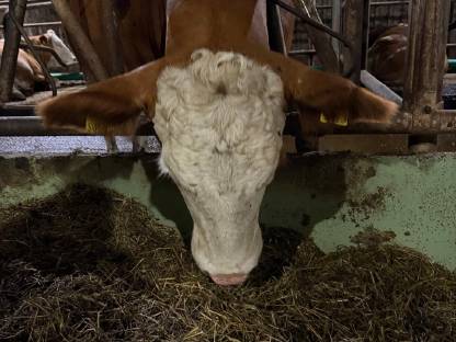 Bild 5:Trächtige Bio-Kalbinnen