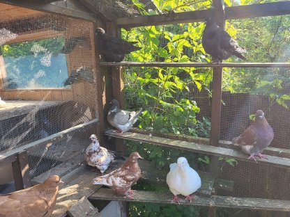 Bild 2:Mondaintauben