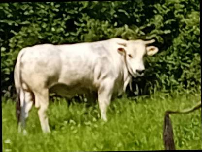 Weibliches Chianina Kalb