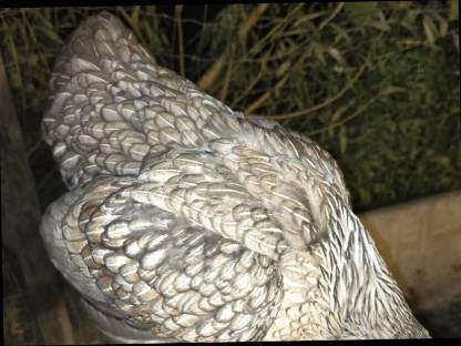 Bild 3:Legehennen von 2025