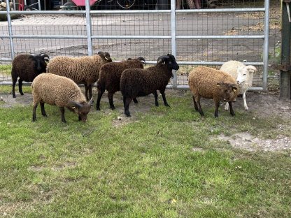 Bild 2:Ouessantschafe, Zwergschafe, Herdbuch