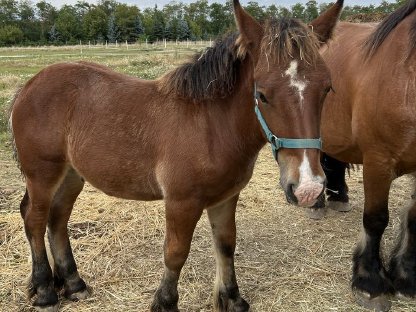 Bild 2:Ardenner Hengstfohlen