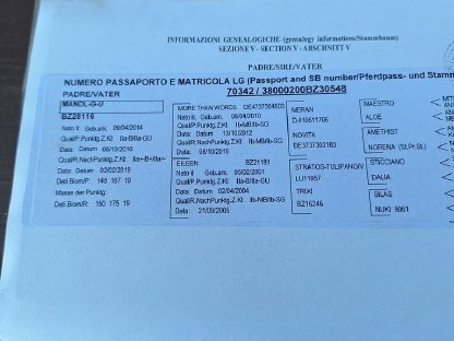 Bild 8:Verkaufe 5-jährige Südtiroler Stute