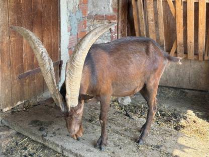 Bild 2:Aosta Bock 3-jährig