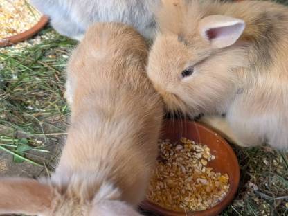 Bild 3:Löwenkopf Zwergkaninchen in allen Farben