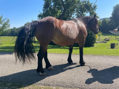 Bild 3:Verkaufe kastanienbraune Norikerstute