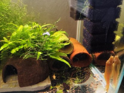 Bild 3:Aquarium mit kompletter Deko, Filter, Füllspektrum, Lampe