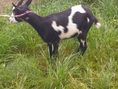 Bild 3:Tauernschecken Kitz HB