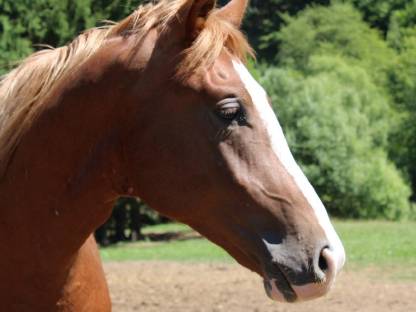 Bild 3:2-jähriger bunter Fuchswallach