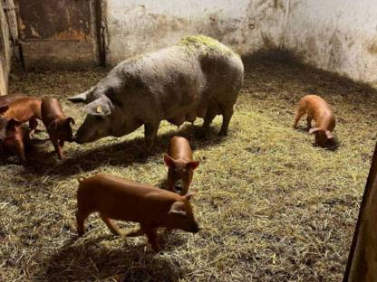 Bild 6:Duroc Ferkel, Iberico, Schwäbisch-Hällisch, Berkshire