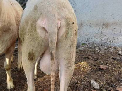 Bild 2:Widder Ostfriesisches Milchschaf