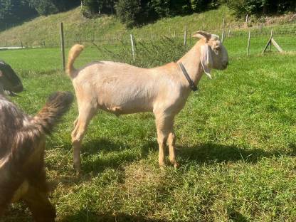 Bild 3:Anglo Nubier Ziegen Bockkitze, Herdbuch