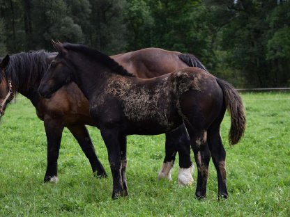 Bild 3:Leila Loren Noriker Rapp-Stutfohlen zu verkaufen