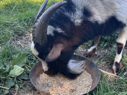 Bild 2:Verschenken Zwergziegenbock