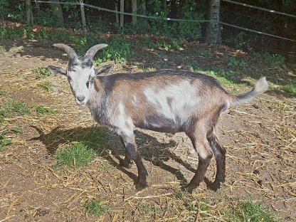 Bild 2:Jungbock Ziegenbock