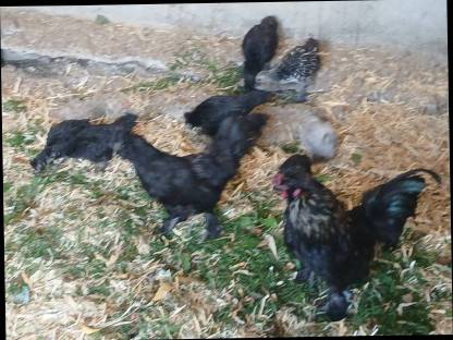 Bild 2:Zwergseidenhühner Mix