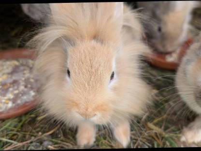 Bild 5:Süße kleine Zwergkaninchen in allen Farben