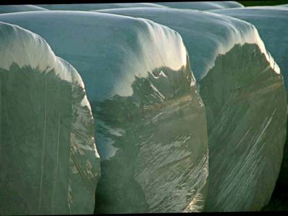 Bild 3:Siloballen Klee Ackerklee Bio