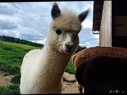 Bild 4:Alpaka-Steppdecke, Ganzjahres-Steppdecke Alpaka