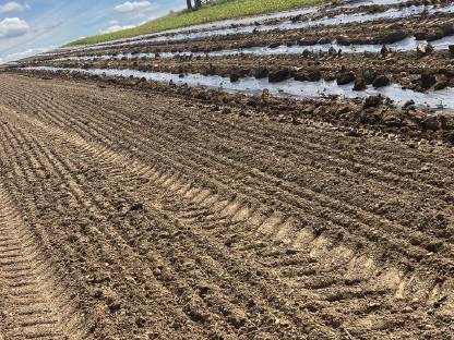 Bild 3:Fedele Gemüsesetzmaschine THOMAS 150+MAX 2-A