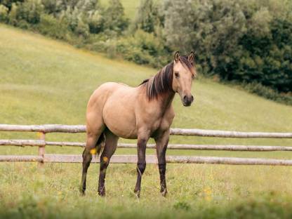 Bild 3:Quarter Horse Hengstjährling