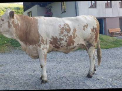 Bild 2:Trächtige Fleckviehzuchtkalbin