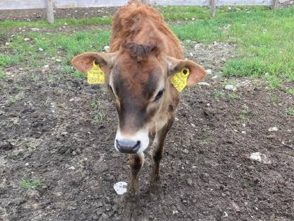 Jerseykalb