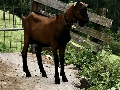 Pinzgauer Ziegenbock