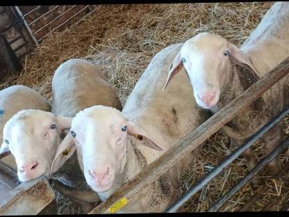 Merino-Widder